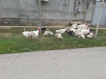 qus tutulma: Salam Hinduşkalar diri çəkisi --- erkəklər 12 manat, Dişilər 15 manat — 9