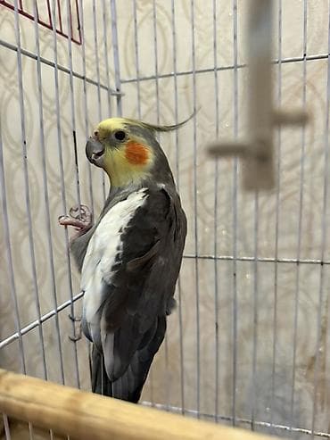 taxta qefes: Nymph parakitləri (cockatiel) üçün tam dəst qəfəs - Ölçü: orta — 3