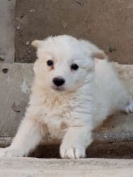 собаки в добрые руки: 2 месяца, Самка, Самовывоз — 3