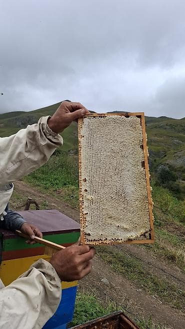 şiş burun xurma: Kəlbəcər Şan Balı Təbii şan balının saf dadını və dağ florasının — 6