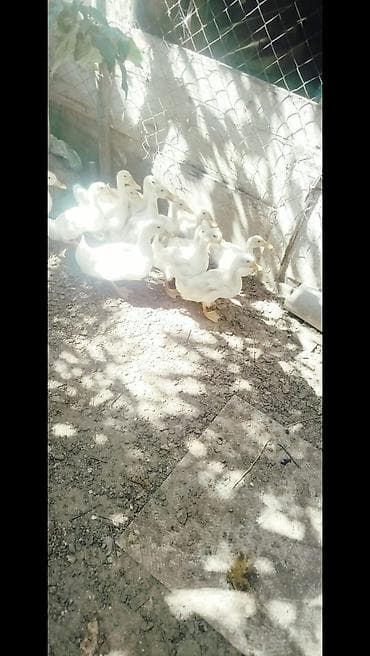 otlar sekilleri: Ağ rəngli ördək balaları - Cins: ehtimalən Pekin tipli ağ ətlik ördək — 2