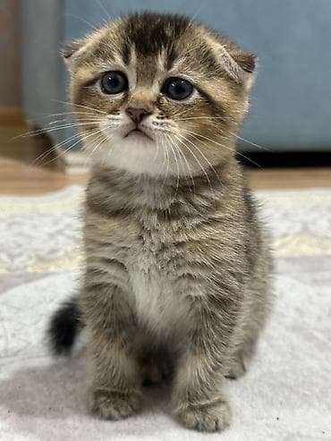 Gəmiricilər: Şotland yastı qulaq — 3