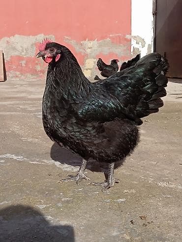 Atlar: Toyuq, Australorp, Damazlıq — 2