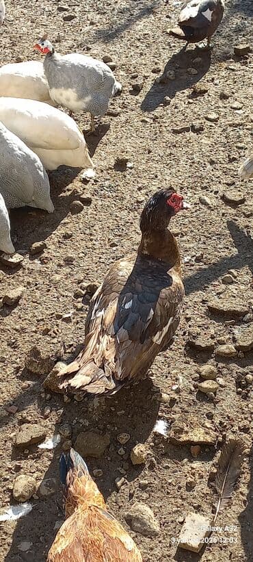 qaz ördəy: Tam sağlam cavan Krasnadar lal ördək satılır.Cut 80 azn.Unvan Lənkəran — 4