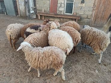Digər heyvanlar: Erkey qoyunlar 8 eded hamsi erkeydi — 7