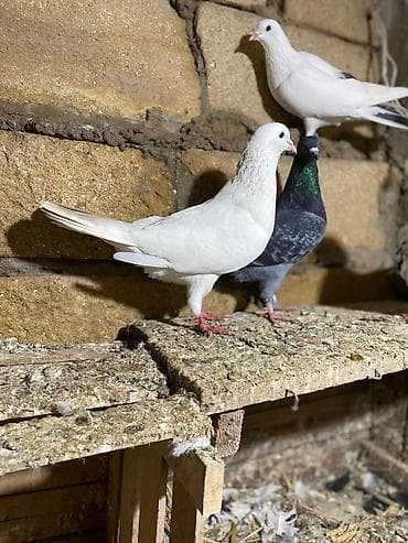 ağ quyruğ: Tutulma heyvanlar tək tək qiymət fərqlidi ağ erkəy mor çəp maya drakon — 5