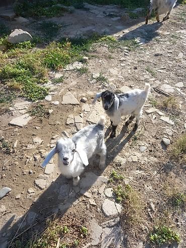 keçi satışı: Keci satilir ekiz balalar ile Unvan Ceyranvatan tam saqlam heyvanlardi — 4
