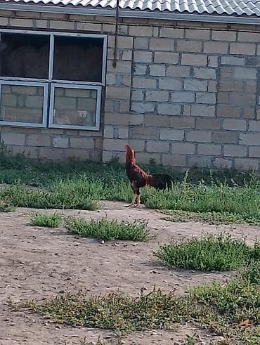 ordək balası və cucə: Səməni tonlu, qara quyruqlu doyuşgen xoruzu tecili satilir ve — 2