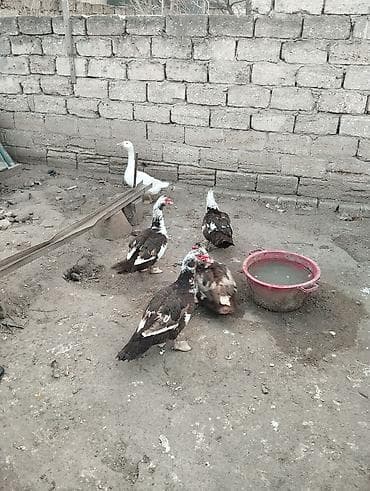 Бараны, овцы: Salam krasnodar cinsi lal ördek xoruzları satılır real alıcılara — 3