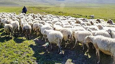 **Ailəli Çoban Axtarılır** Qoyunlarımızı otarmaq üçün **ailəli