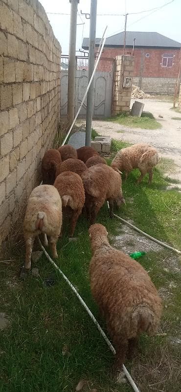 ag at satilir: 12 kilodan 15 kiloyacan var razılaşmaq olar — 4