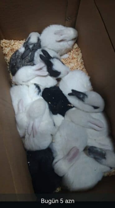 Inəklər, öküzlər: Ev dovşanları – müxtəlif rənglərdə balalar - Rənglər: ağ, qara — 1