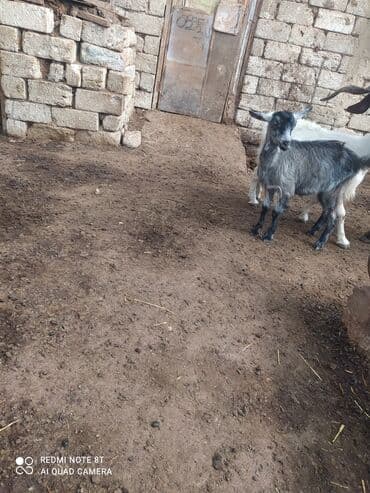 sort keciler: Dişi, Zanen, il: 4, Südlük — 3