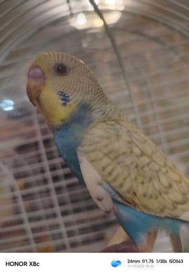 dovşan balaları: Təzə yemə düşüb erkəkdi baladı öyrətmək və danışdırmaq üçün əsil — 2