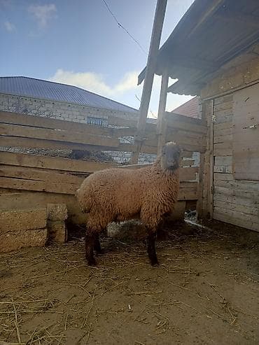 Птицы: Erkək quzu yağlı quzudu esl qurban kesmey ozunuz ucun kesmey — 2