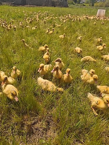 kənd cücəsi: Salam, Pekin ördək balaları satıram 17-18 günlük ördəklərdi — 3