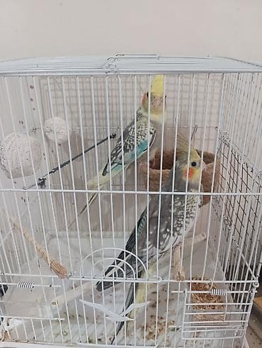 ev kirpisi: Nimfalar (Cockatiel) cütü – qəfəs və aksesuarlarla - Növ: Nimfa — 3