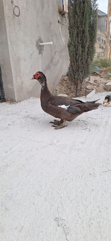 heyvanlara verilen adlar: Krasnodar ördəkləri — 1