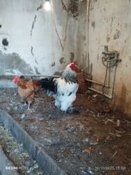 Tavalar: Xoruz, Brama, il: 1, Ünvandan götürmə, Ödənişli çatdırılma — 4