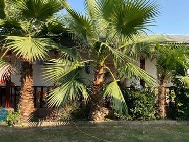 tiens çayı qiymeti: Bu palma ağacları, fərqli ölçülərdə və canlı yaşıl rənglərdədir, hər — 1