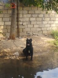 İtlər: Kane-Korso, Erkek — 4