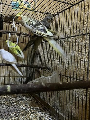 ev heyvanı satışı: Salam. Birinci şəkildəkilər cütdülər ağ rənglə yaşıl sarılı olan onlar — 6
