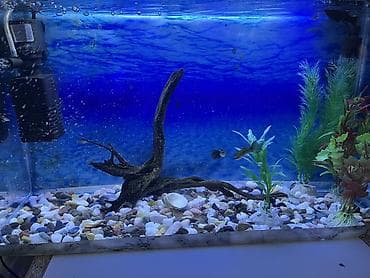 zavod akvarium: Прямоугольный аквариум, Вместе с рыбами, 30 л, Самовывоз — 2