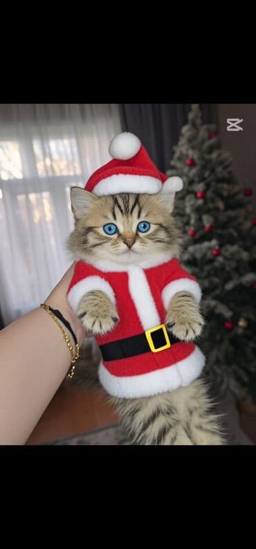 Qızıl şinşilla, Erkək, Dişi, Ünvandan götürmə