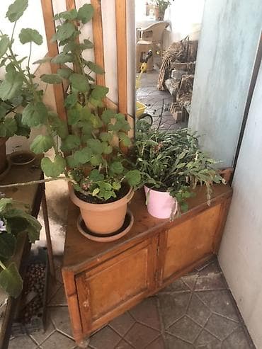 taxta qapi temiri: Taxta mebel və materiallar dəsti - Çekmecəli şkaf: 4 bölməli, taxta — 2