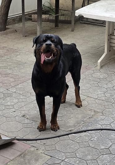 Rotveyler, 2 il, Erkek, Cütləşmə üçün lalafo.az -da Rotveyler, 2 il, Erkek, Cütləşmə üçün