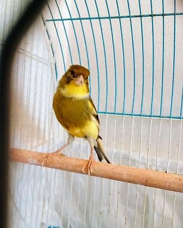 Yumurta üsdünde yatan hazır cüt bülbüller 130manat .qiyməti sondu — 2