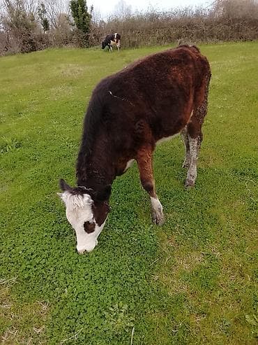 bala itlerin satisi: Hereford tipli dana – otlaqda saxlanılır. - Rəng: tünd qəhvəyi bədən — 1