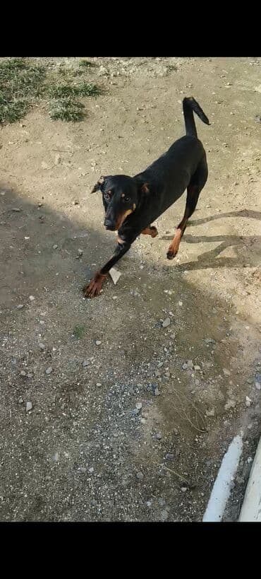 Doberman, 5 ay, Erkek