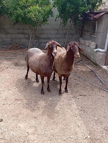 agilli yem qabi: Dişi, il: 2, 90 kq, Damazlıq, Ətlik — 9