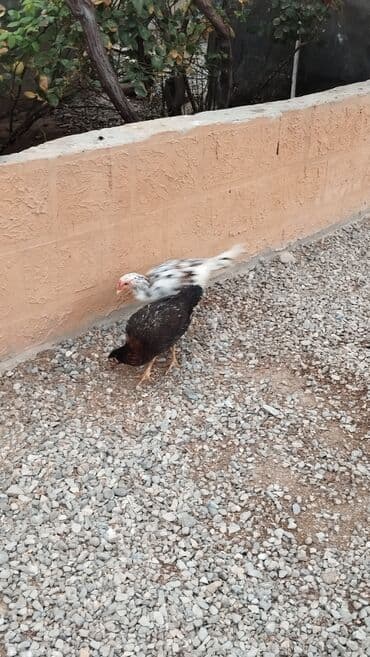 pulsuz itlerin verilmesi: Toyuq cücələri, Ətlik, Rayonlara çatdırılma — 5