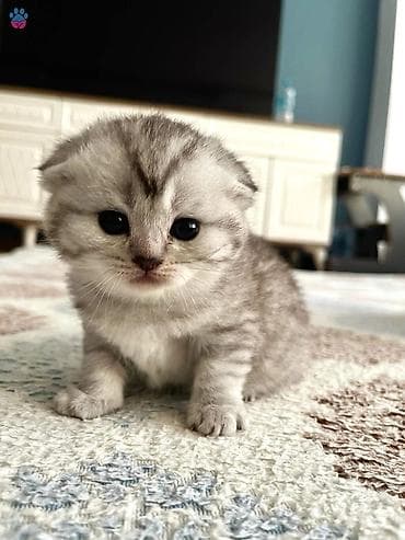 şotland bala: Şotland yastı qulaq — 8