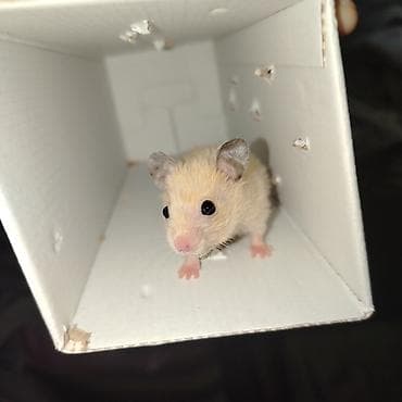 etibarlı ellere verilir: Şirin hamster balaları satılır - Növ: Suriya (qızıl) hamsteri — 3