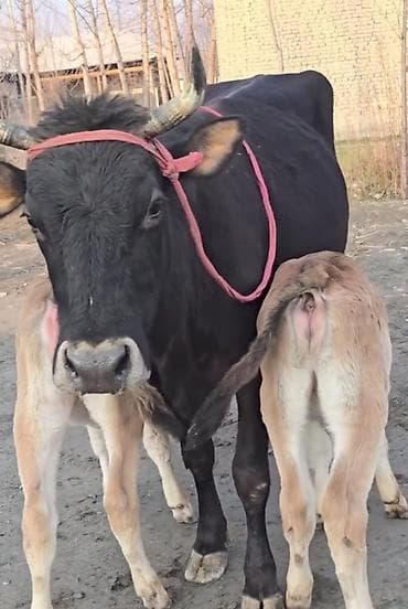 xacmazda inəklər: Satılır balası əkizdi balası 2 sidə dişidi — 2