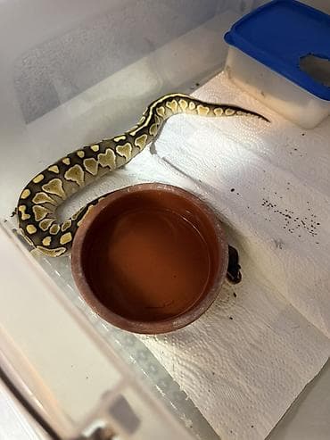 Gəmiricilər: Toplu şəkillərdə göstərilən ekzotik ev heyvanı – ball python (kraliyet — 3