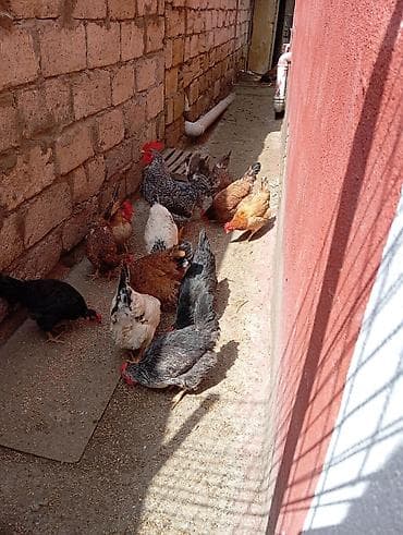 ucuz cuce: Toyuq, Damazlıq — 3