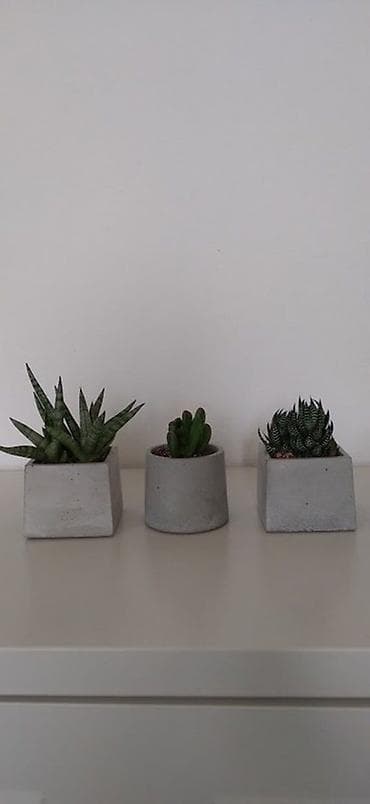 Buket güllər: Beton dibçəkdə 3 ədəd sukulent kompozisiyası 1 ədəd 10 Azn - — 1
