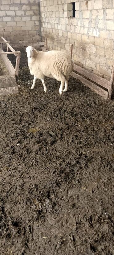 atla eşşəyin cütləşməsi: Quzu, Erkək, ay: 4, 50 kq, Damazlıq, Ünvandan götürmə — 3