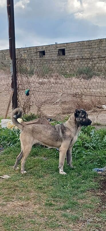 çoban iti satılır: 1 il, Dişi, Peyvəndli, Ödənişli çatdırılma — 2