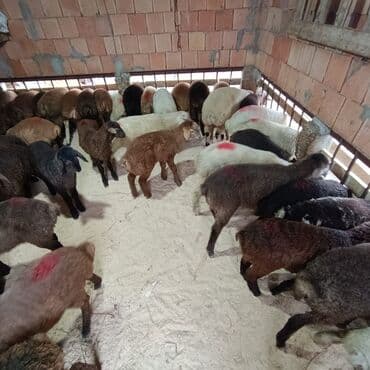 K/t heyvanları üçün mallar: Superin superi quzularımiz gəlib kom 235 den deyirik danışmaq olar — 7