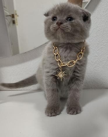 siyam pişiyi: Şotland yastı qulaq — 2