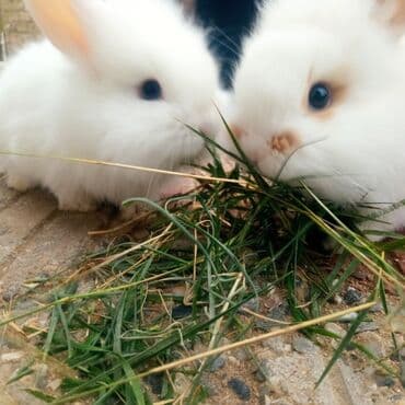ereb dovşanı: Məhsul: Dekorativ dovşan balaları Təsvir: - Yumşaq, uzun tüklü — 7