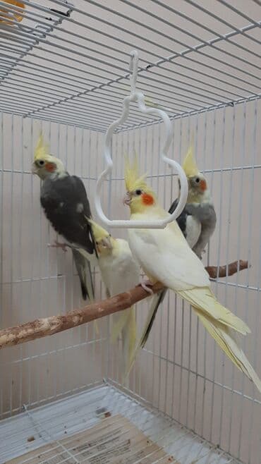 haski it adlari: Nimfa (Cockatiel) papağanları – müxtəlif rəngdə Məhsulun tərkibi: - — 1