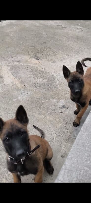 Belçika çoban iti, 2 ay, Dişi, Ünvandan götürmə lalafo.az -da Belçika çoban iti, 2 ay, Dişi, Ünvandan götürmə