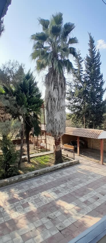 Vaşinkton palma satılır