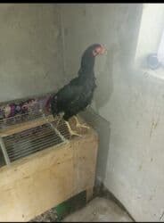 zvanok it satilir: Tam sağlam yumurtayan güjdü cins Maradona cinsi 4 aylıq cins beçeler — 1